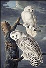 Snowy Owl by John James Audubon
